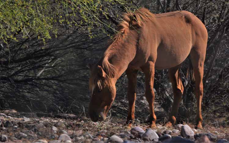 horses